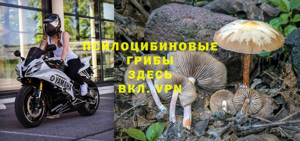 хмурый Абаза